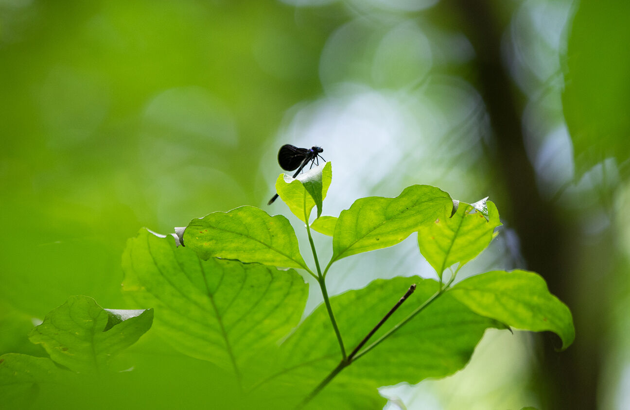 Damselfly